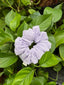 The Eucalyptus Purple Eco-Scrunchie