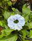 The Cloudy Blue Eco-Scrunchie
